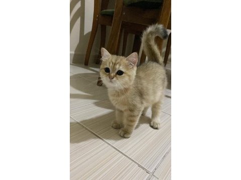 British shorthair 2,5 yaşında