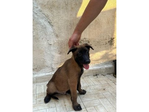 Hırs küpü belçika kurdu yavrular