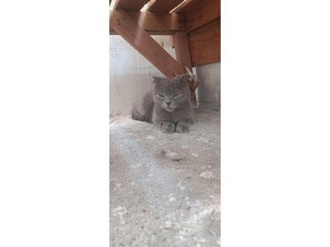 Scottish fold