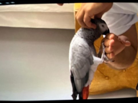 Aşırı evcil jako papağanı