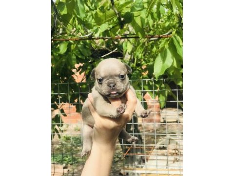 French bulldog yavrularımız rezerveye açılmıştır