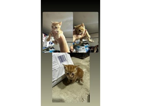 3 tane 1 aylık erkek sarman kediye acil yuva