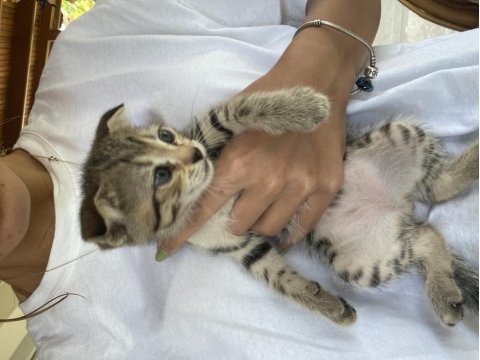Yavru kedilerimize yeni yuva