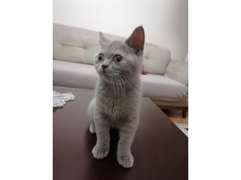 Erkek kedi