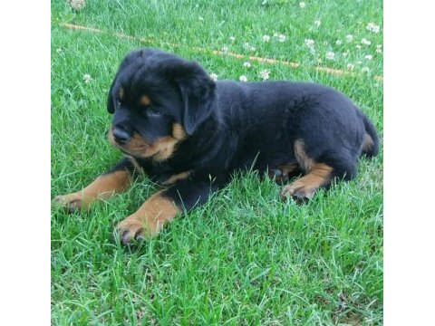 Rottweiler 2 - 2.5 erkek ve dişi üst düzey yavrular