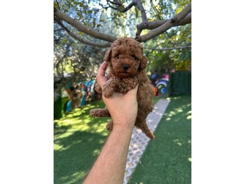 Ruhsatlı poodle evinden çok sayıda poodle bebek