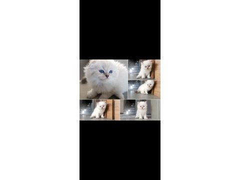Safkan british blue point yavrular