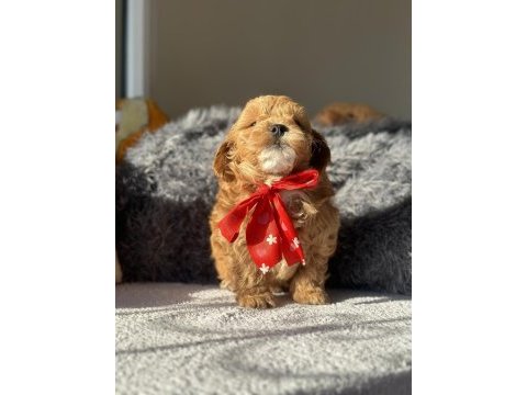 Mini maltipoo yavrularımız