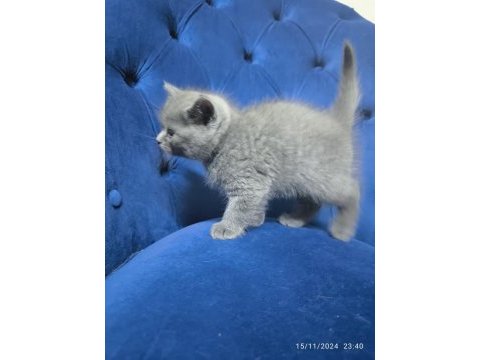 British shorthair gri ayı surat tontiş bebekler