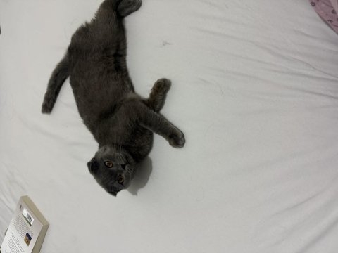 Scottish fold 5 aylık dişi