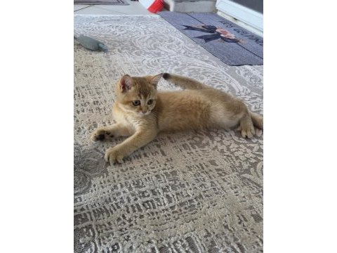 Erkek 3 aylık british shorthair golden