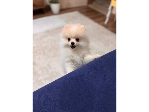 5 aylık aşılar tam erkek eğitimli pomeranian