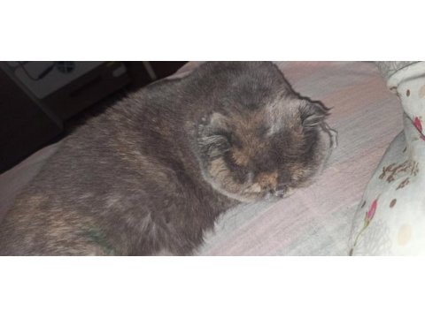 Şiba yalnız kalmasın scottish fold