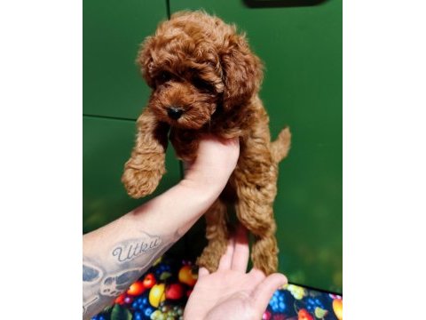 Kıvırcık poodle prenses