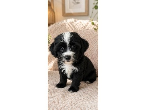 3 aylık dişi köpeğimiz oyuncu günü gelen aşıları yapılı
