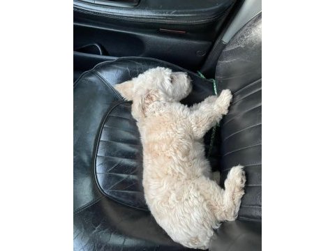 Evde bakılmış sevimli yavru maltipoo