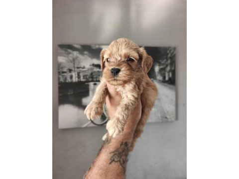 Maltipoo bebekleri