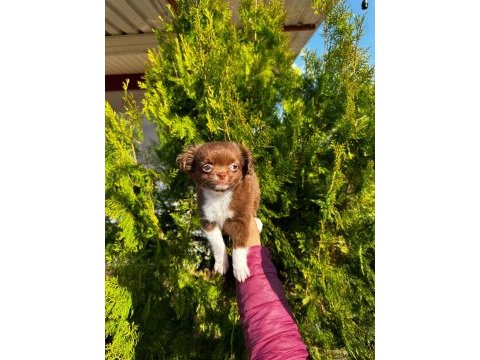 Chihuahua