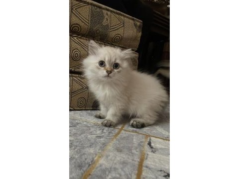 British longhair pamuk gibi yavrumuz