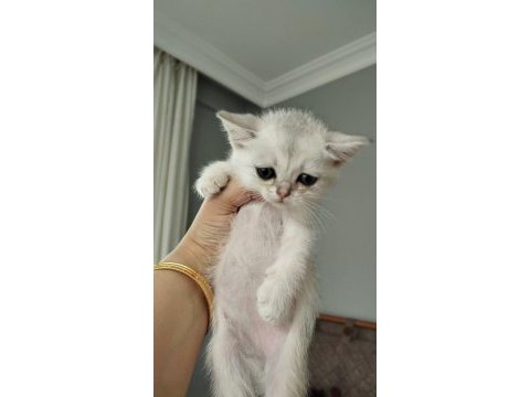 Türkiyede olmayan cins british shorthair
