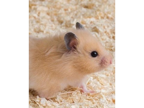Hamster-gonzales yavrularımız heryere gönderim