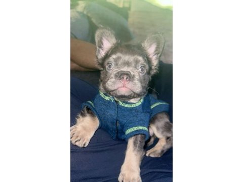Fluffy french bulldog en iyisi daha iyisi için yine biz