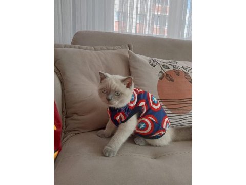 Kedimiz lucy yeni yuva arıyoruz