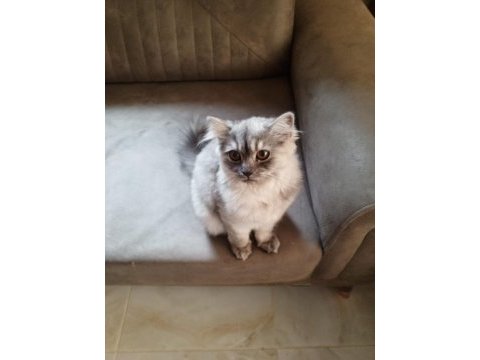 British longhair 4 aylık dişi