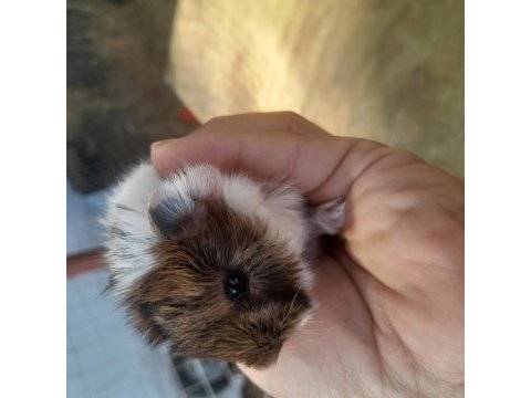 Çok güzel ginepig yavrularımız