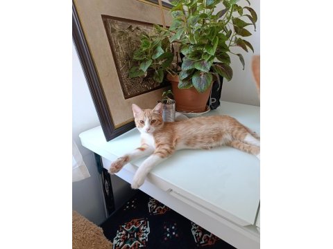 4 aylık yavru erkek sarman
