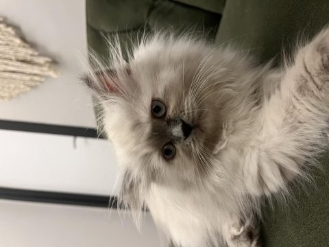 2.5 aylık chinchilla yavrularımız