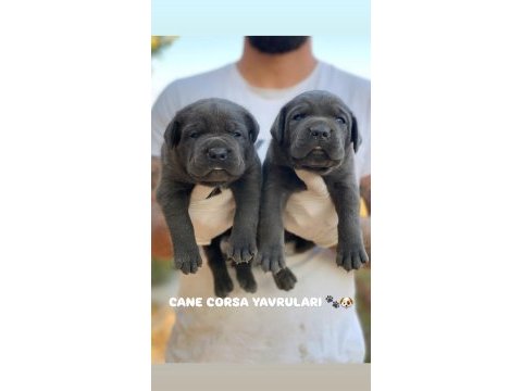 Premium cane corso yavruları