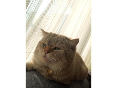 British shorthair silver 4 yaşında