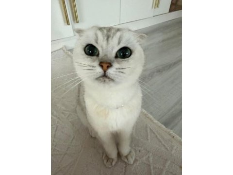 Dişi scottish fold 5 yaşında