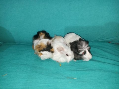 Kapıya teslim guinea pig setleri