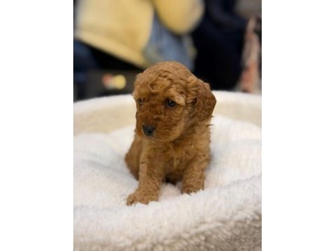 A kalite poodle yavrularımız