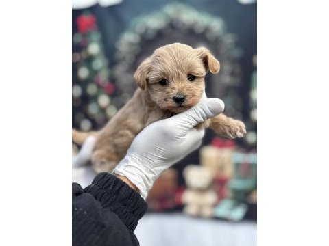 Korea premium maltipoo puppies