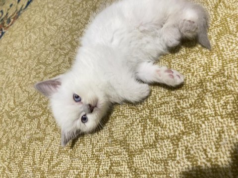 Yavru scottish fold kedimiz