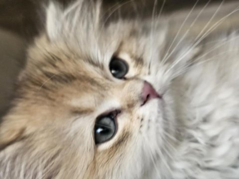 Safkan anne ve babadan british golden longhair erkek