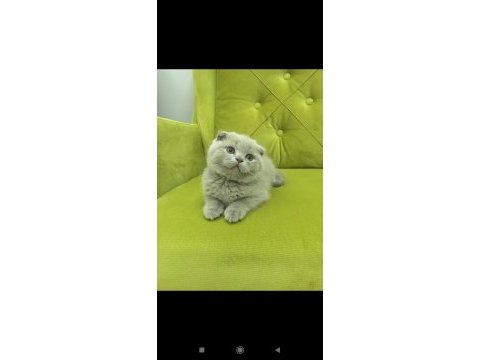 Scottish fold buzz rengi minnos