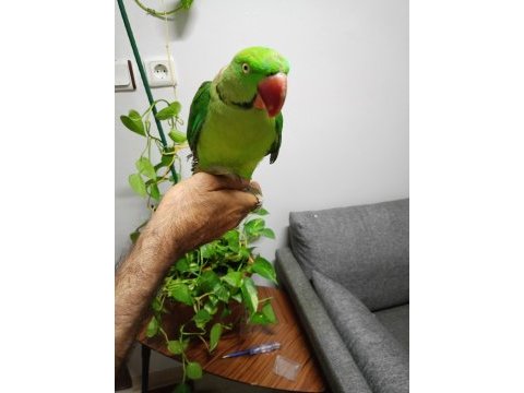 Alexander papağanı 1 yaşında
