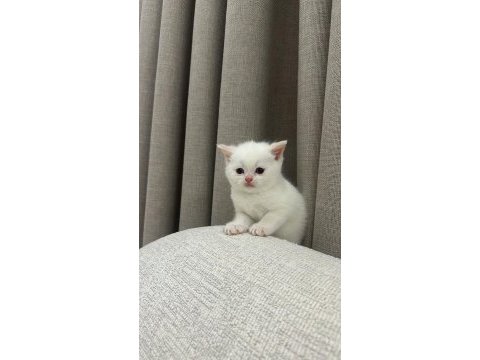British shorthair beyaz yavru kedimiz