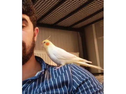 Sultan papağanı 2,5 aylık