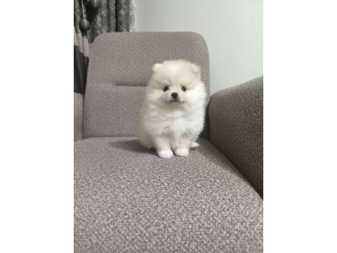 Sağlık ve ırk garantili pomeranian minikler