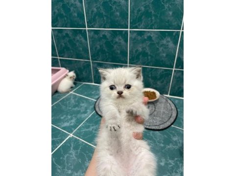 1,5 aylık erkek yavru kediler