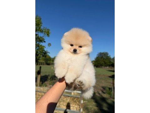 Yavru pomeranian boo köpeklerimiz