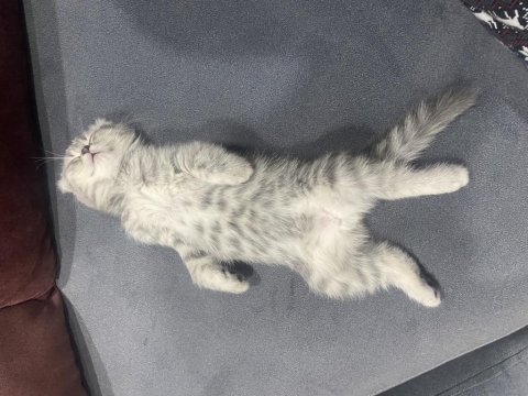Scottish fold yavrumuz yeni yuvasını arıyor