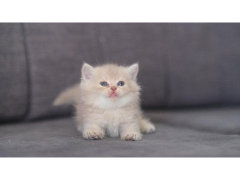 Safkan british shorthair cy 12 erkek