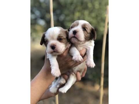 Pofuduk surat cavalier king charles bebekler