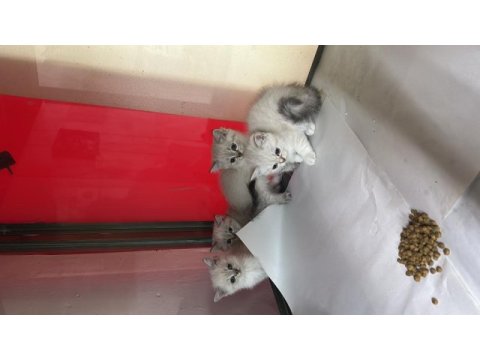 Sağlıklı wc eğitimli kediler